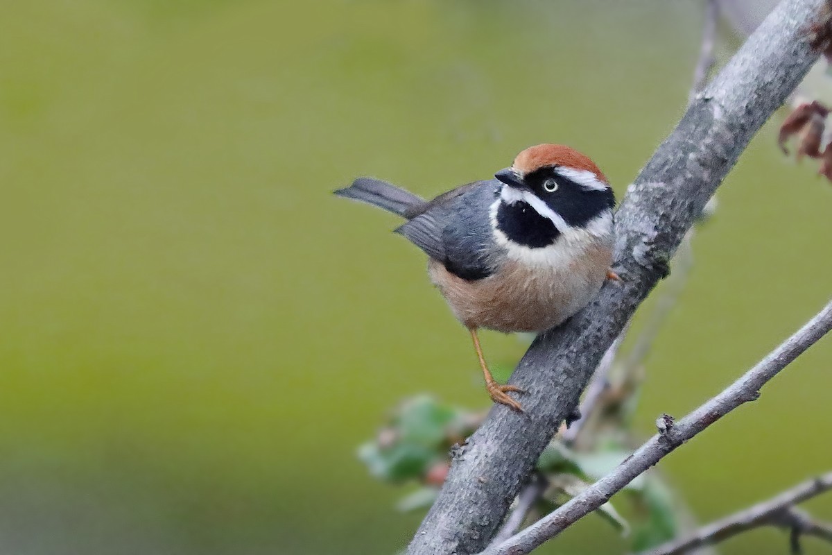 Black-throated Tit - ML633108179