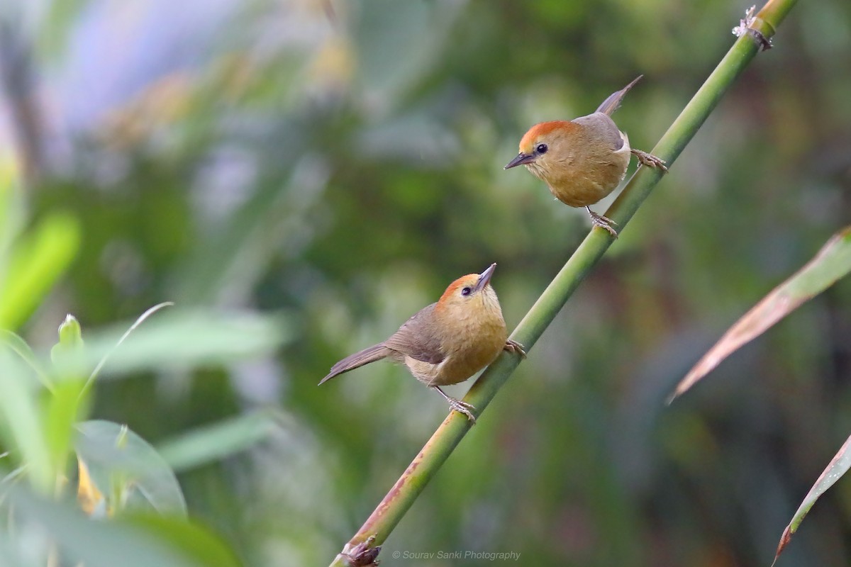 Rufous-capped Babbler - ML633108188