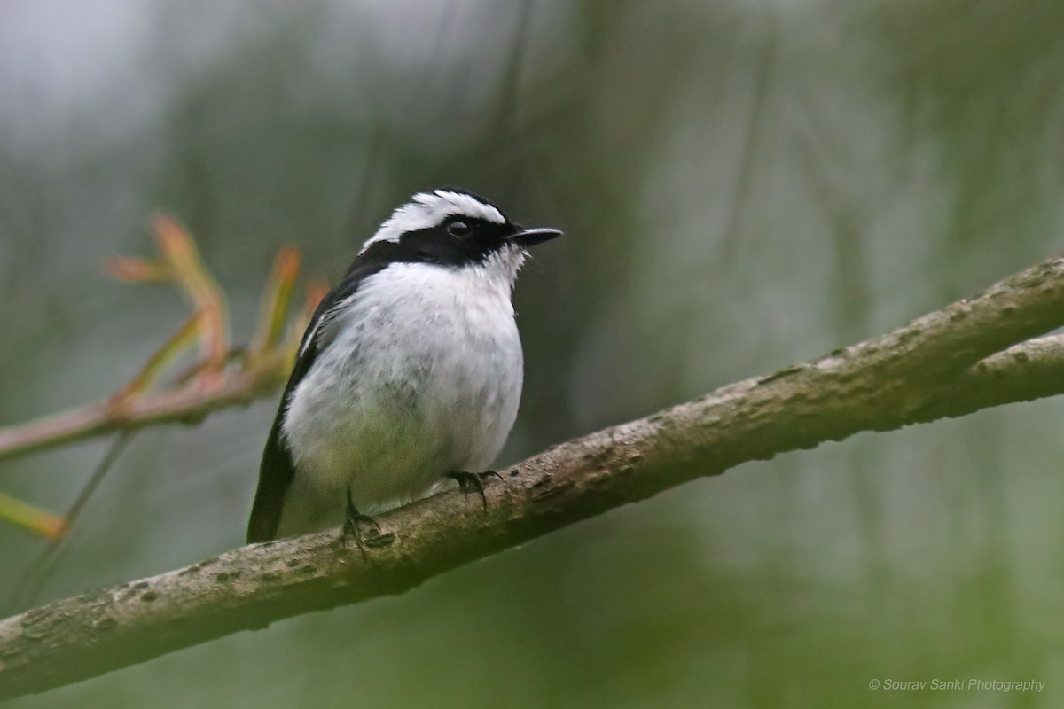 Little Pied Flycatcher - ML633108209