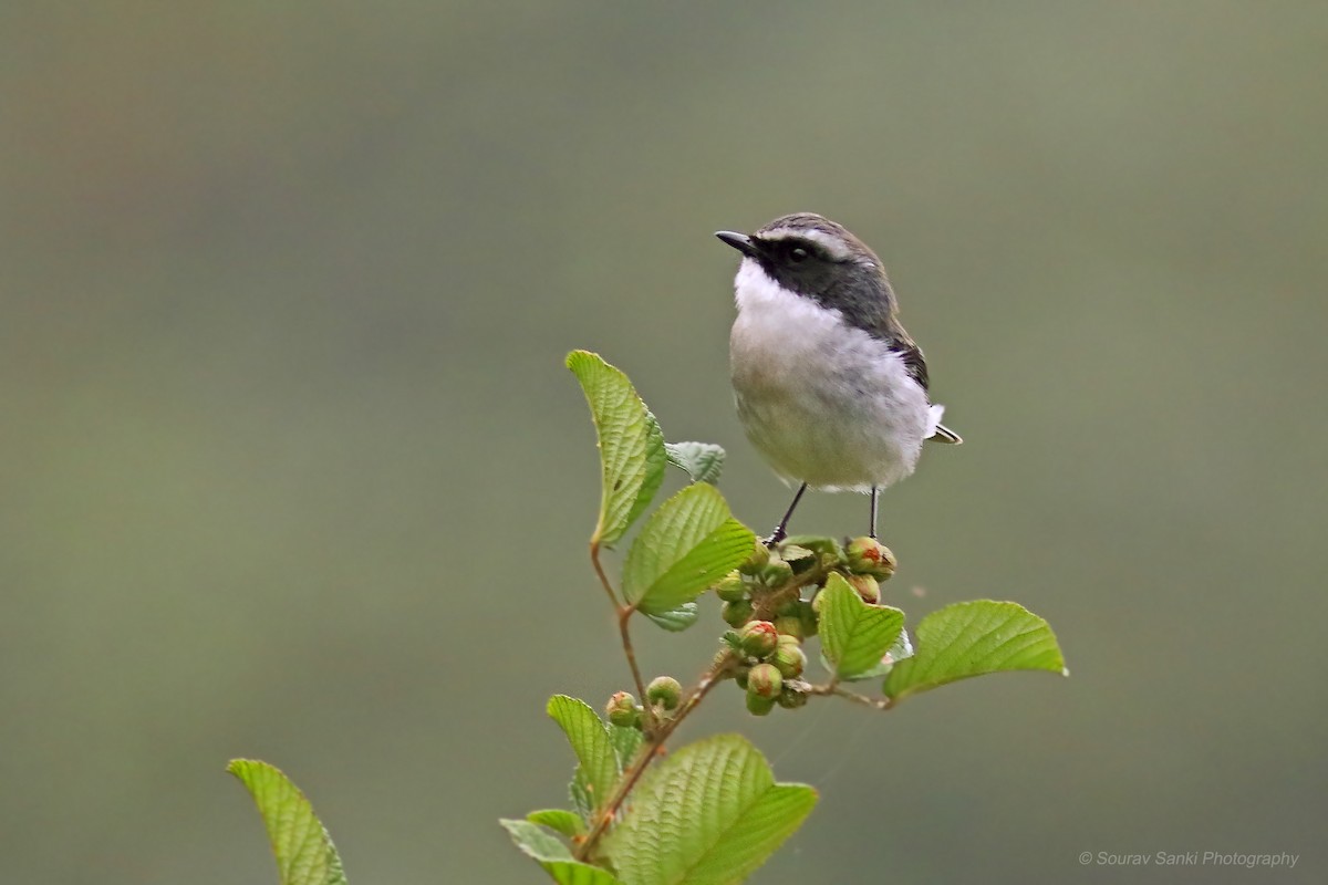 Gray Bushchat - ML633108215