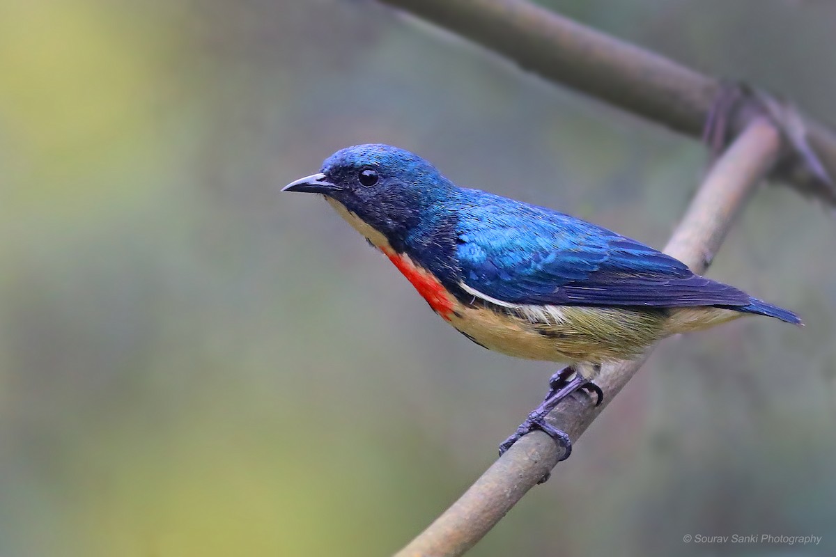 Fire-breasted Flowerpecker - ML633108218