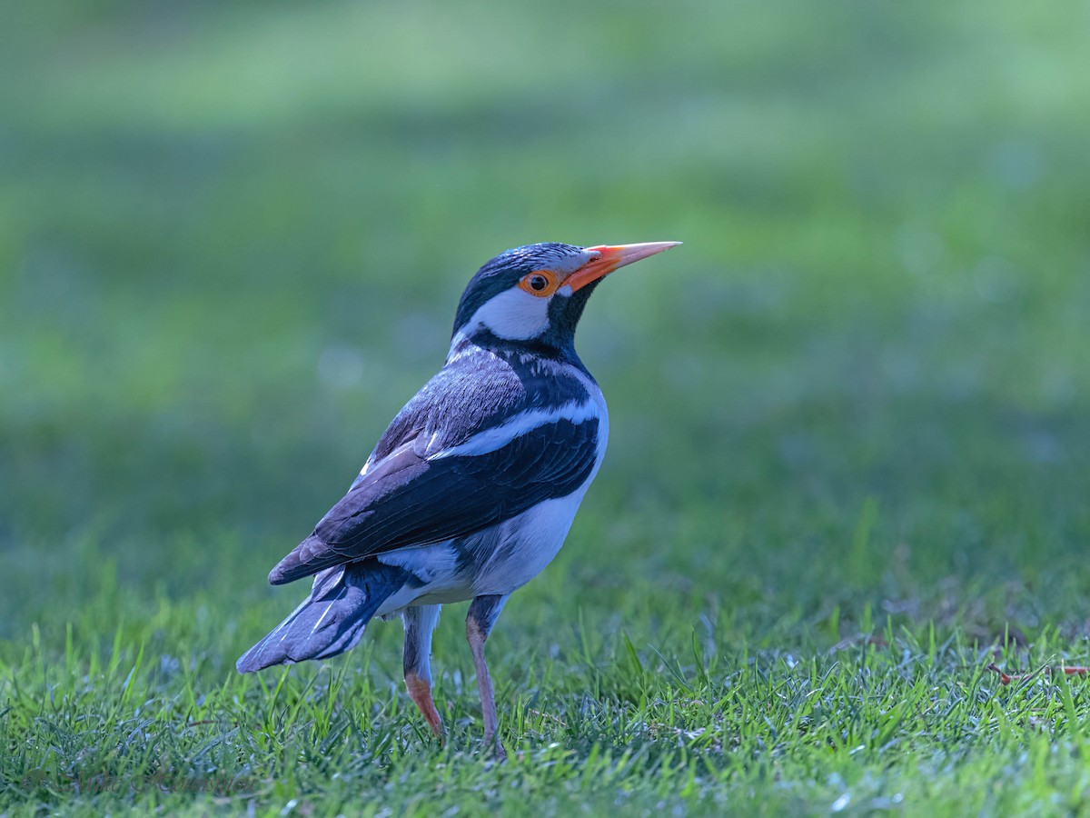 Indian Pied Starling - ML633108287