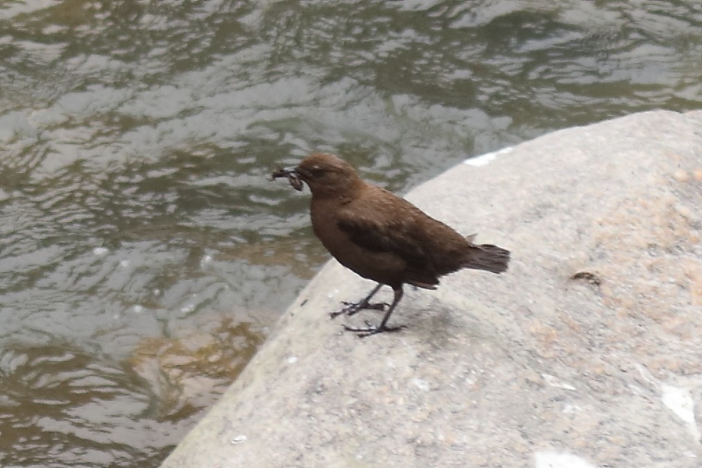 Brown Dipper - ML633108353