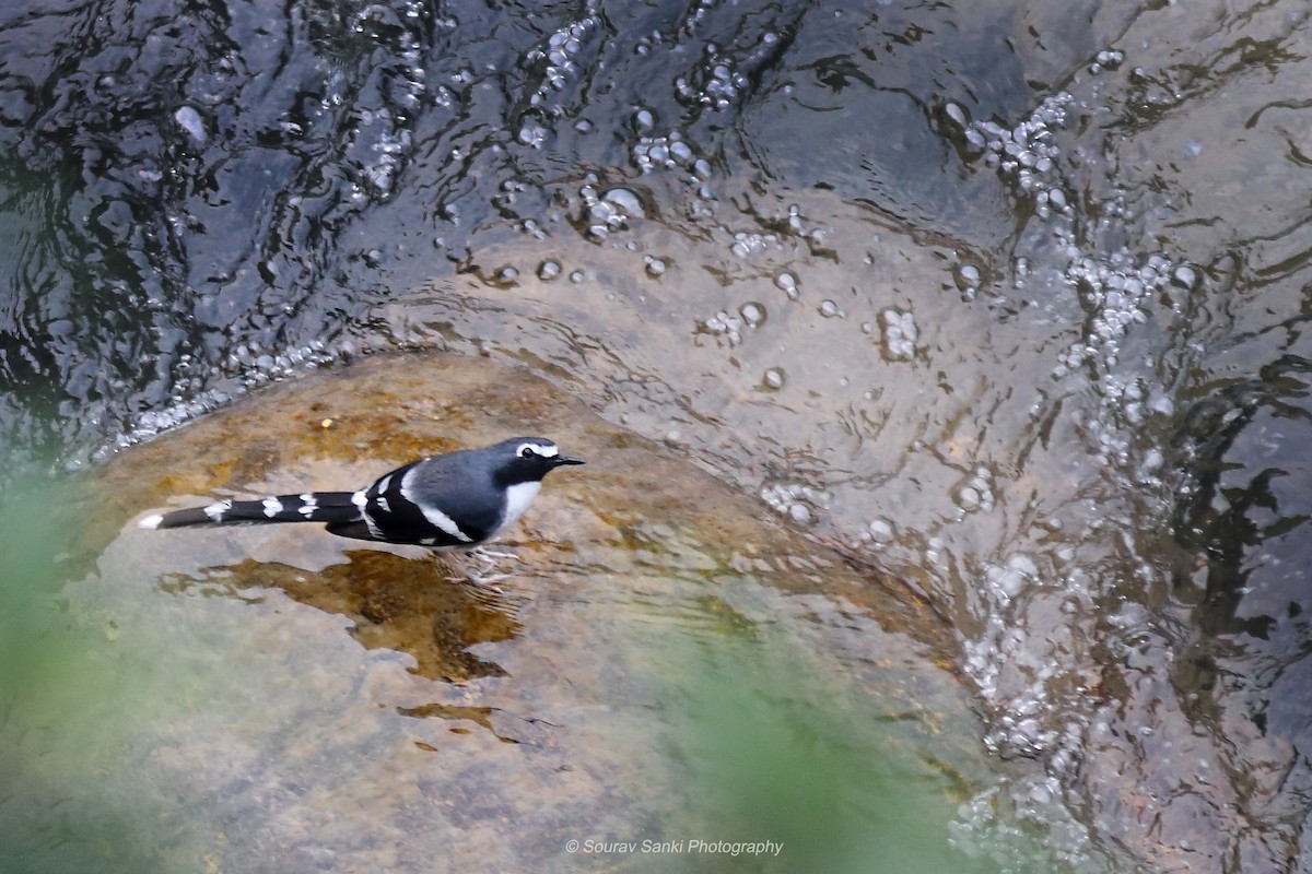 Slaty-backed Forktail - ML633108367