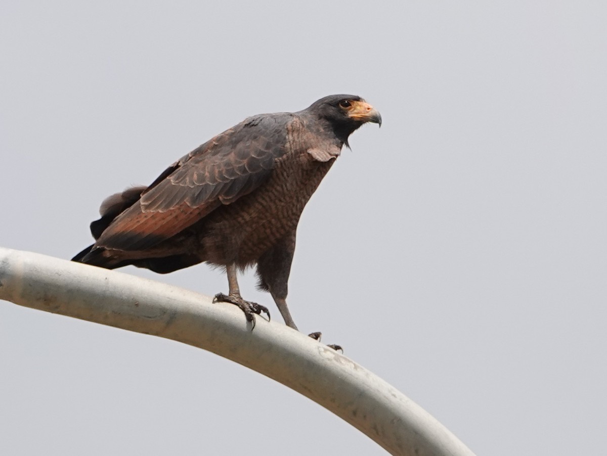 Rufous Crab Hawk - ML633108368
