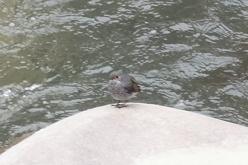 Plumbeous Redstart - ML633108389