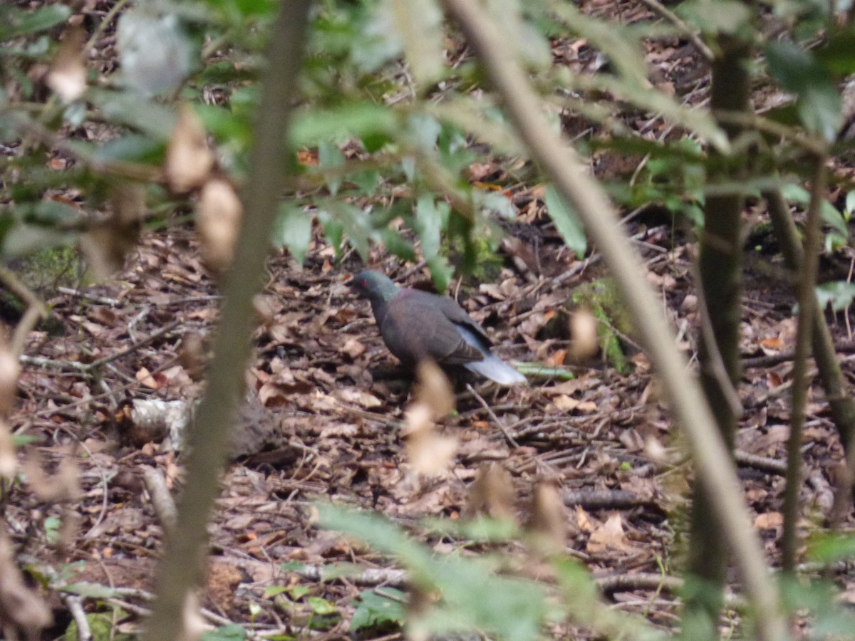 Laurel Pigeon - ML633108404