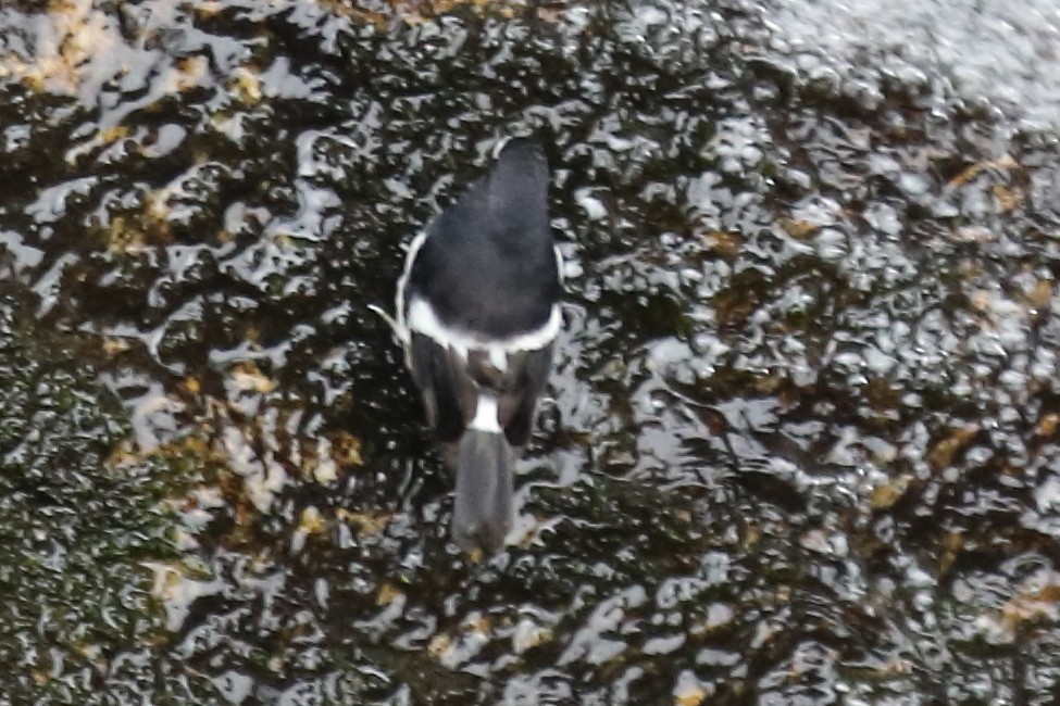 Little Forktail - ML633108479