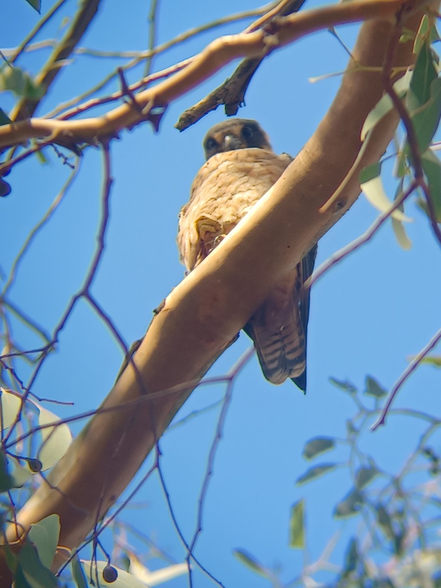 Petit Faucon - ML633108592