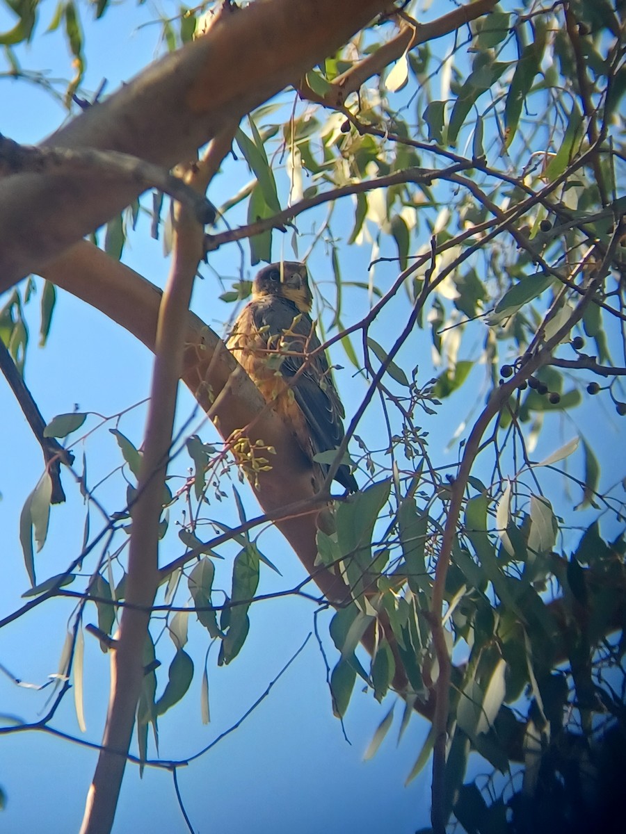 Petit Faucon - ML633108593