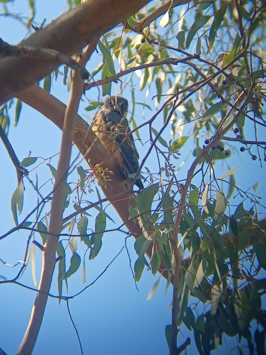 Petit Faucon - ML633108594