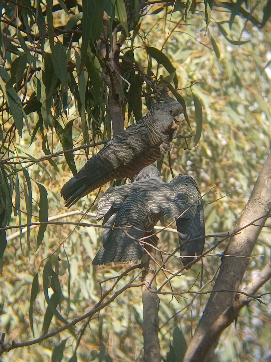 Cacatoès à tête rouge - ML633108600