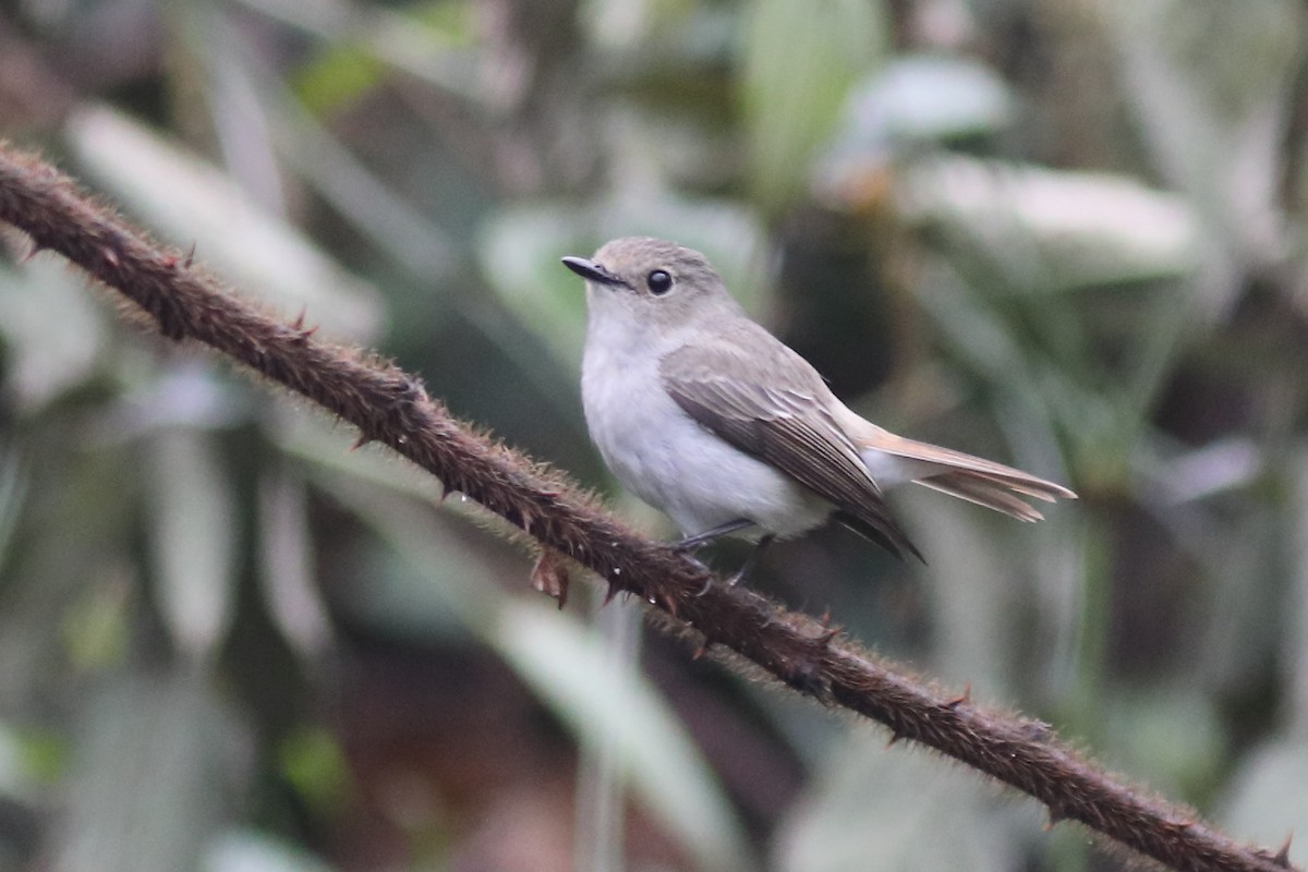 Little Pied Flycatcher - ML633108615