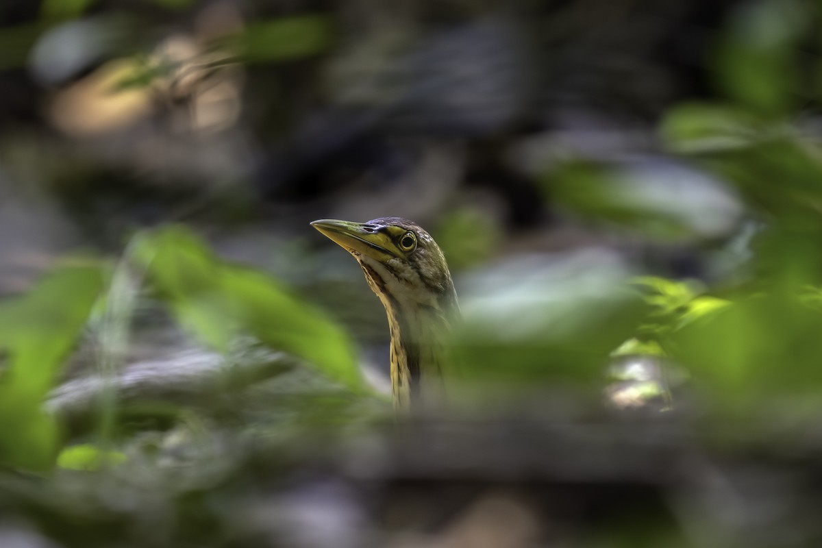 Schrenck's Bittern - ML633108665