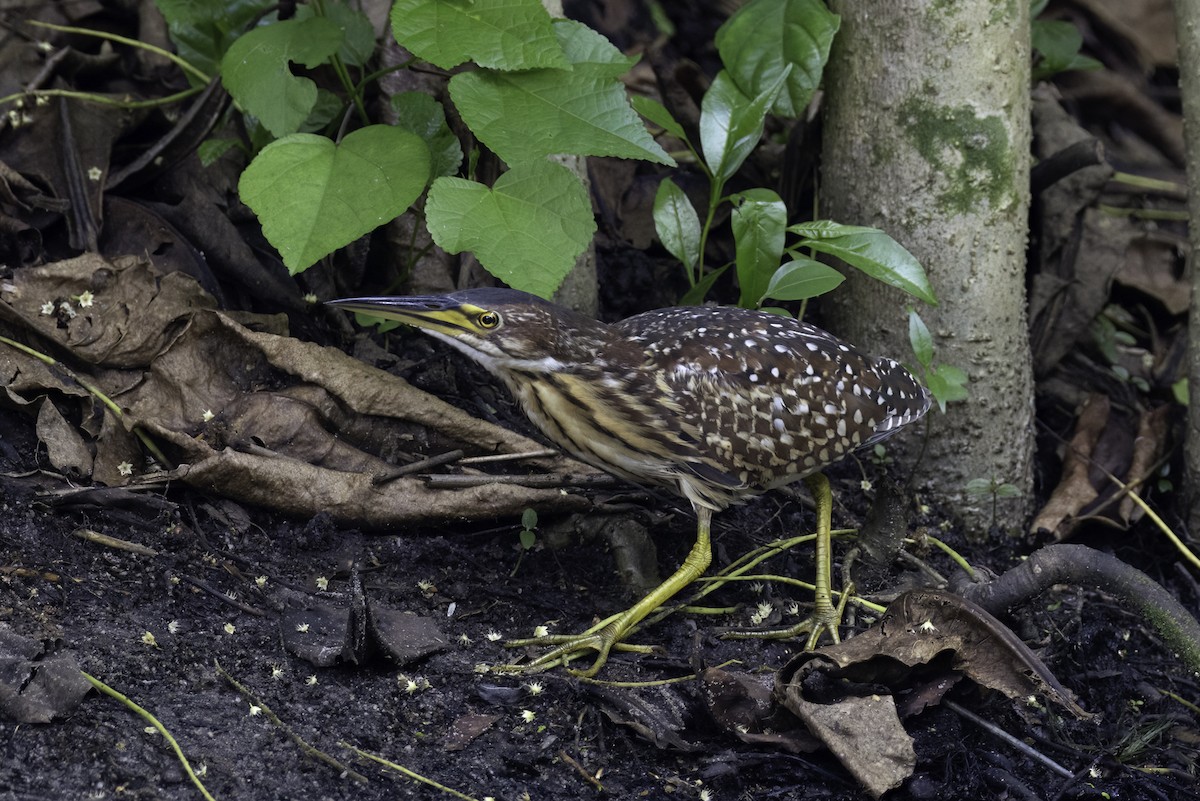 Schrenck's Bittern - ML633108685
