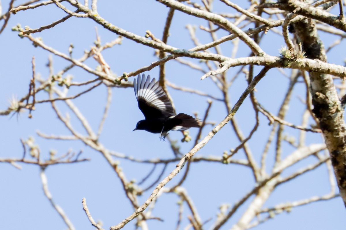 Caatinga Black-Tyrant - ML633108701
