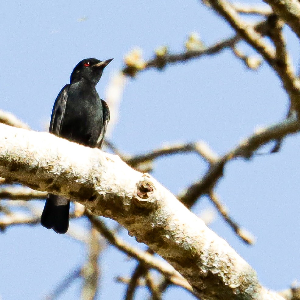 Caatinga Black-Tyrant - ML633108702