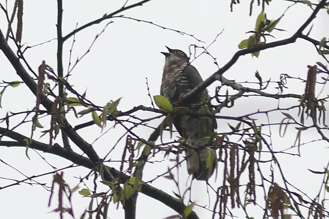 Large Hawk-Cuckoo - ML633108719