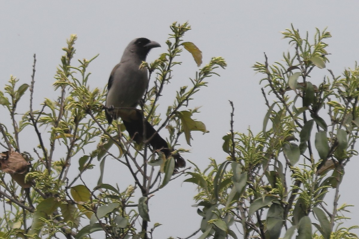 Gray Treepie - ML633108753