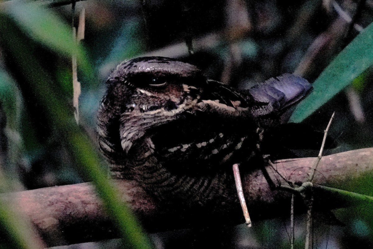 Large-tailed Nightjar - ML633108786