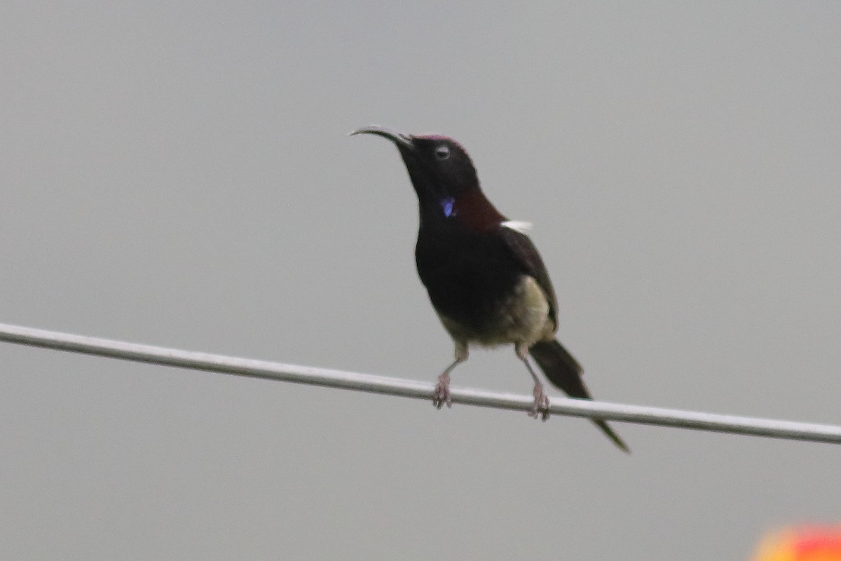 Black-throated Sunbird - ML633108805