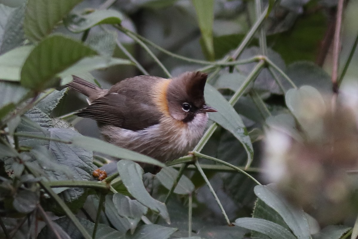 Whiskered Yuhina - ML633108844