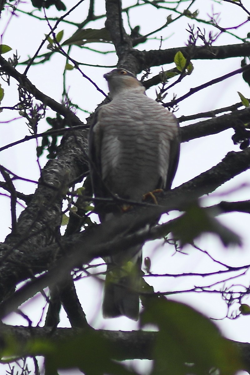 Eurasian Sparrowhawk - ML633108915