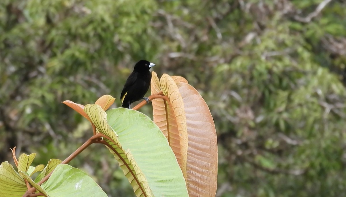 Flame-rumped Tanager (Lemon-rumped) - ML633108926
