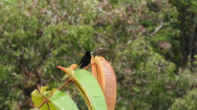 Flame-rumped Tanager (Lemon-rumped) - ML633108931