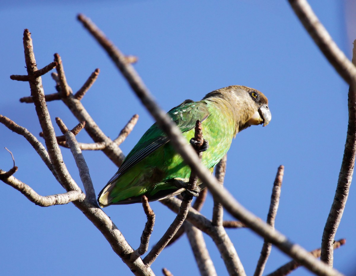 Brown-headed Parrot - ML633108932