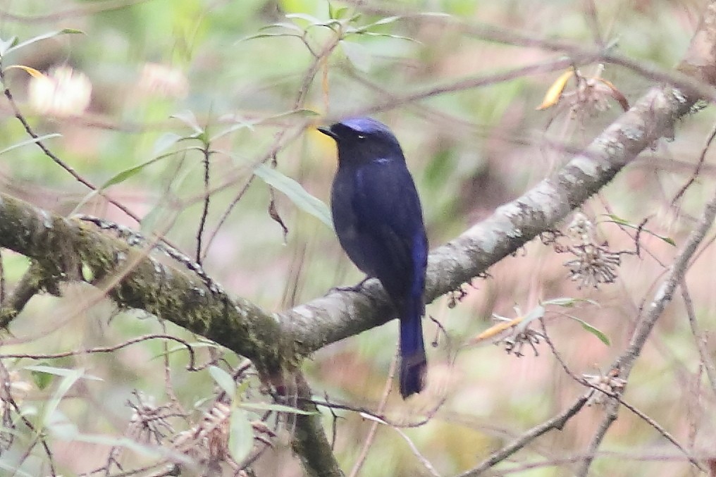 Large Niltava - ML633108939