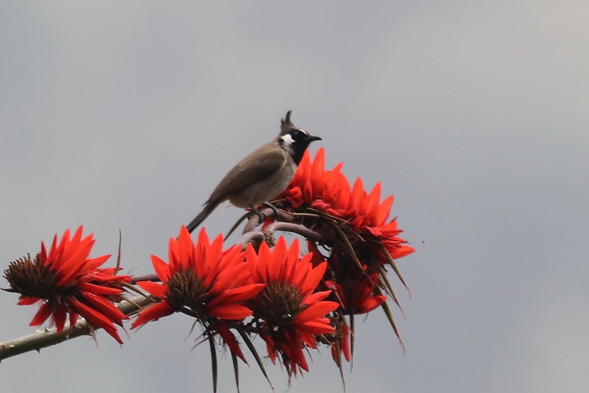 Himalayan Bulbul - ML633108984