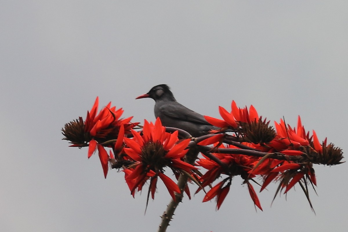 Black Bulbul - ML633109002