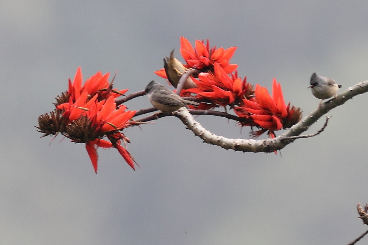 Black-chinned Yuhina - ML633109021