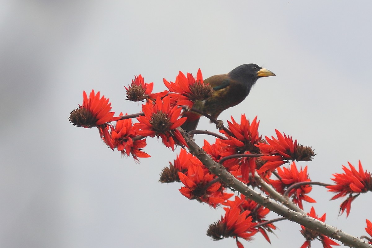 Great Barbet - ML633109041