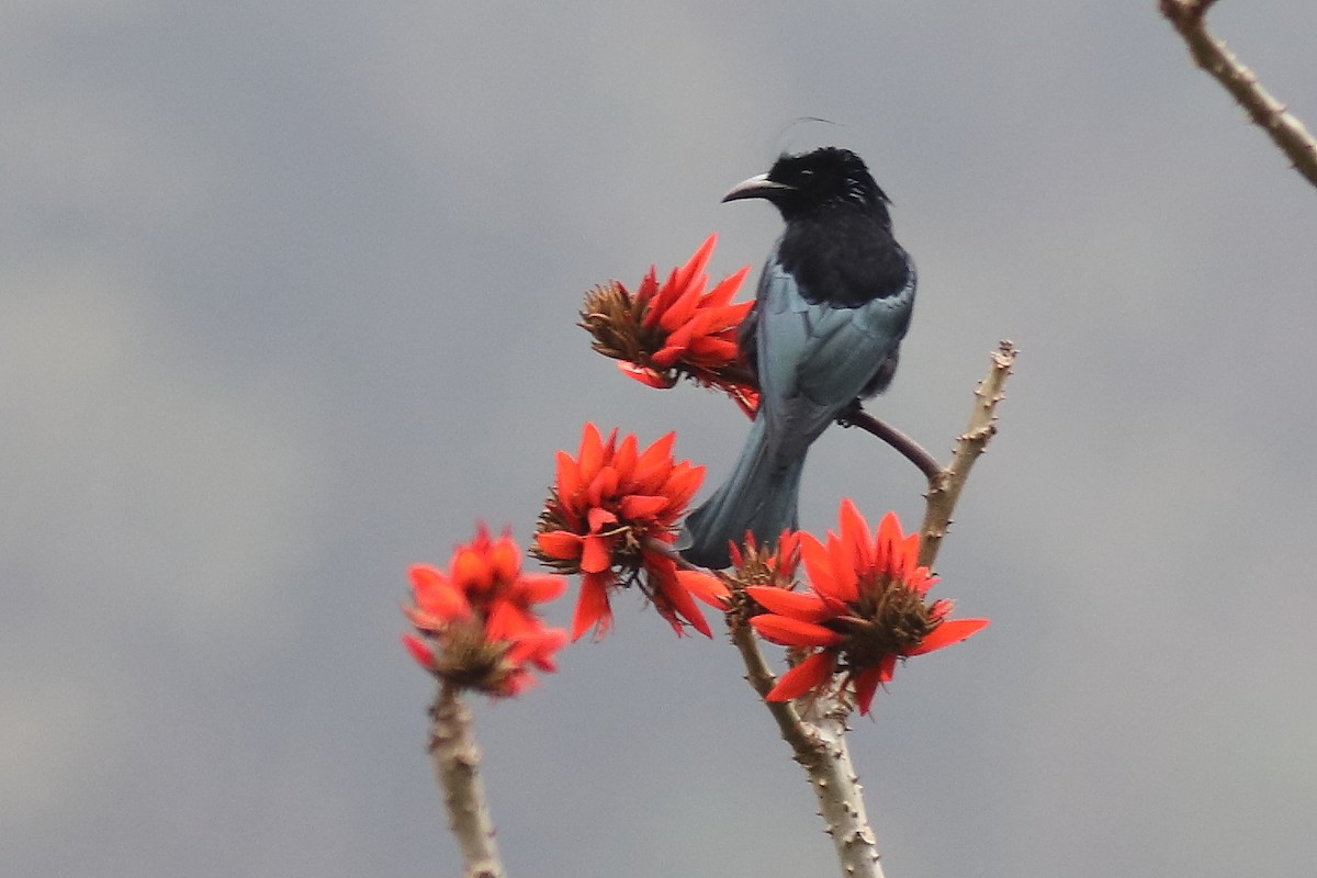 Hair-crested Drongo - ML633109062