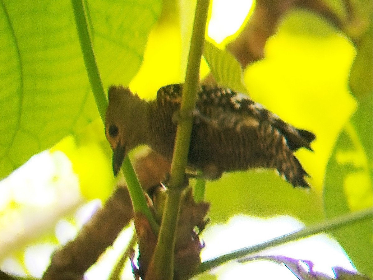 Buff-rumped Woodpecker - ML633109567