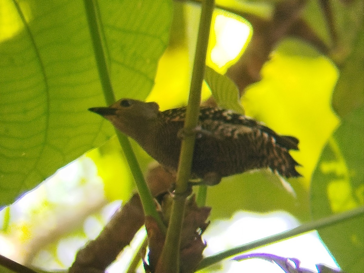 Buff-rumped Woodpecker - ML633109568