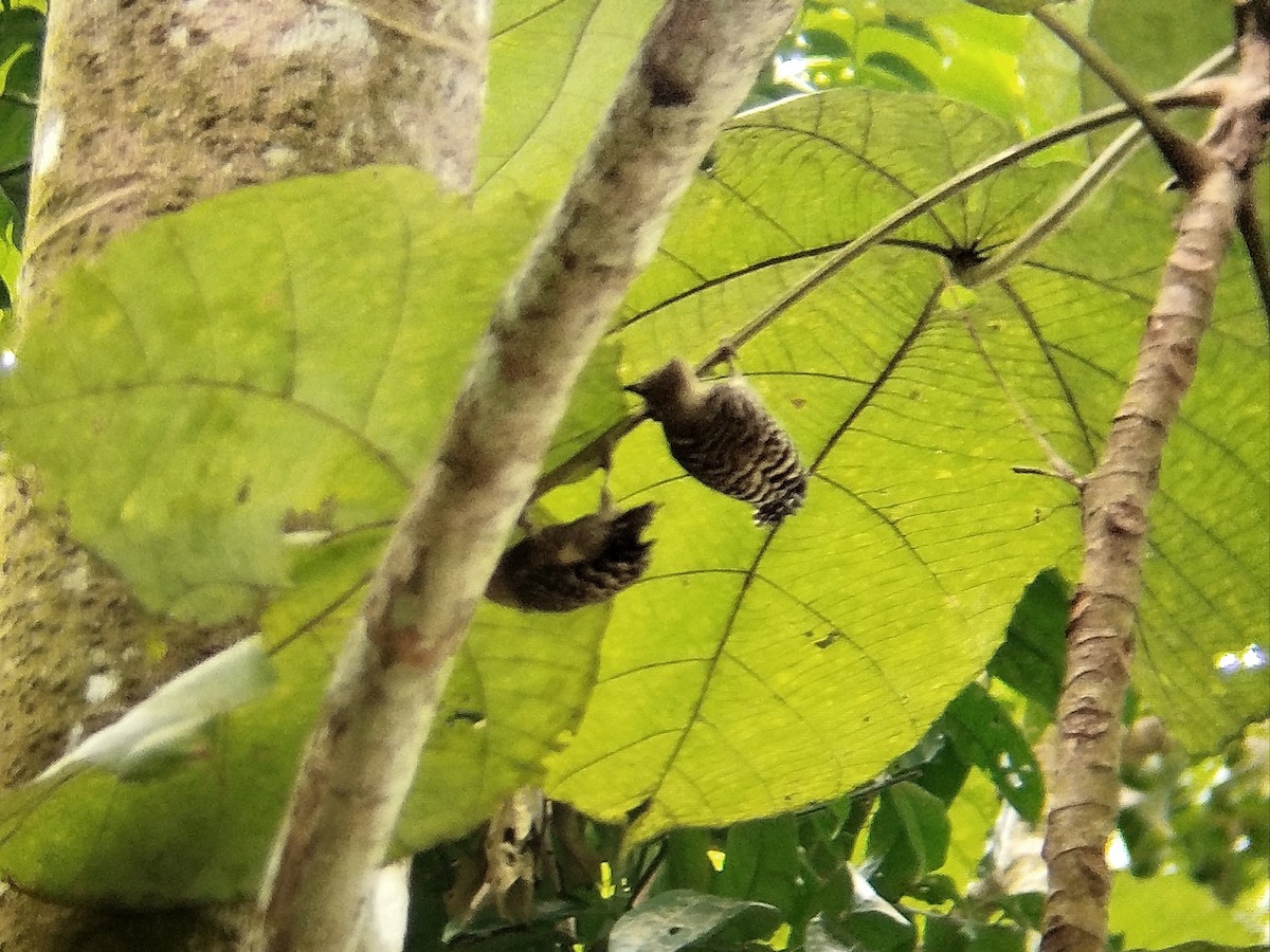 Buff-rumped Woodpecker - ML633109569