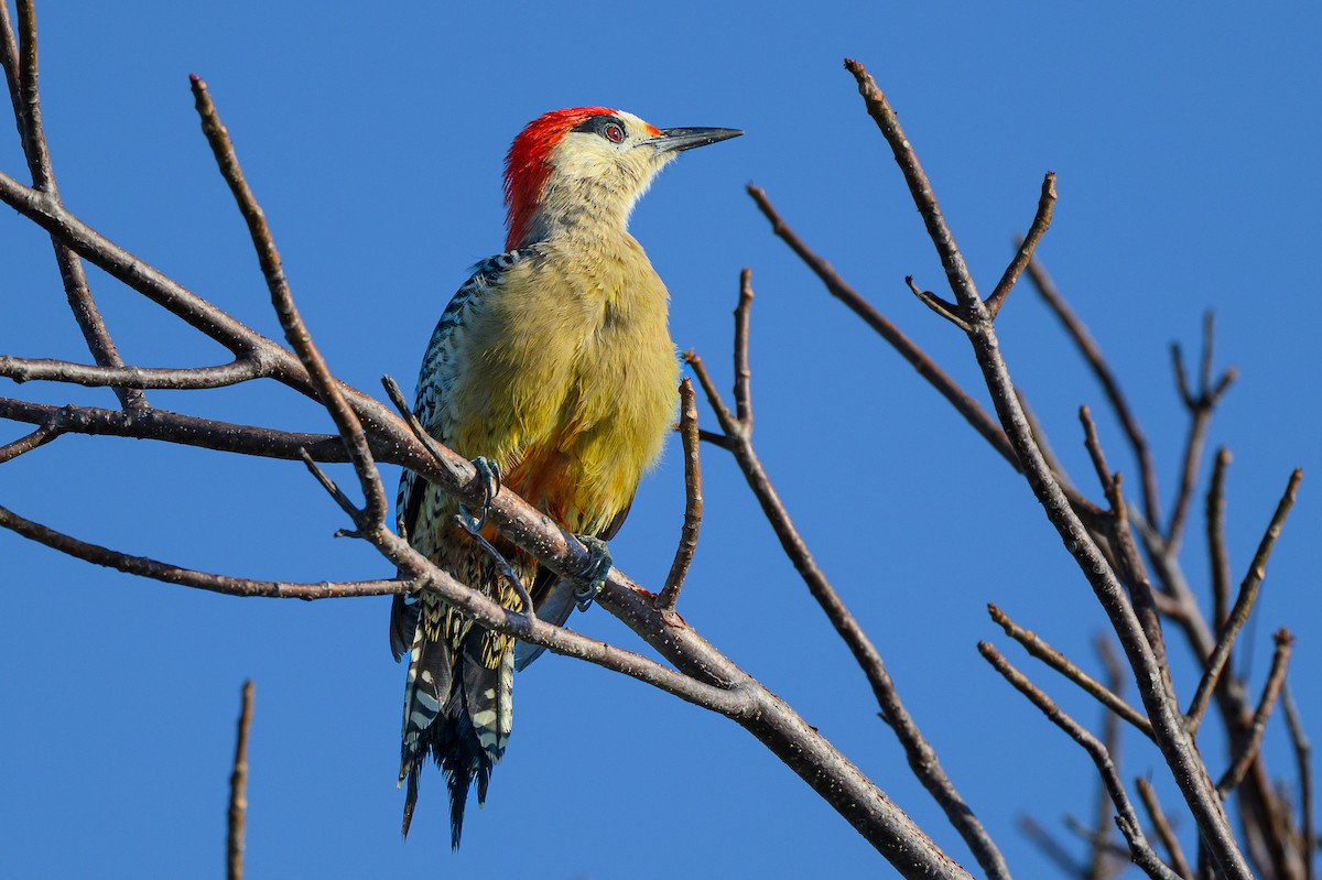 West Indian Woodpecker - ML633109887