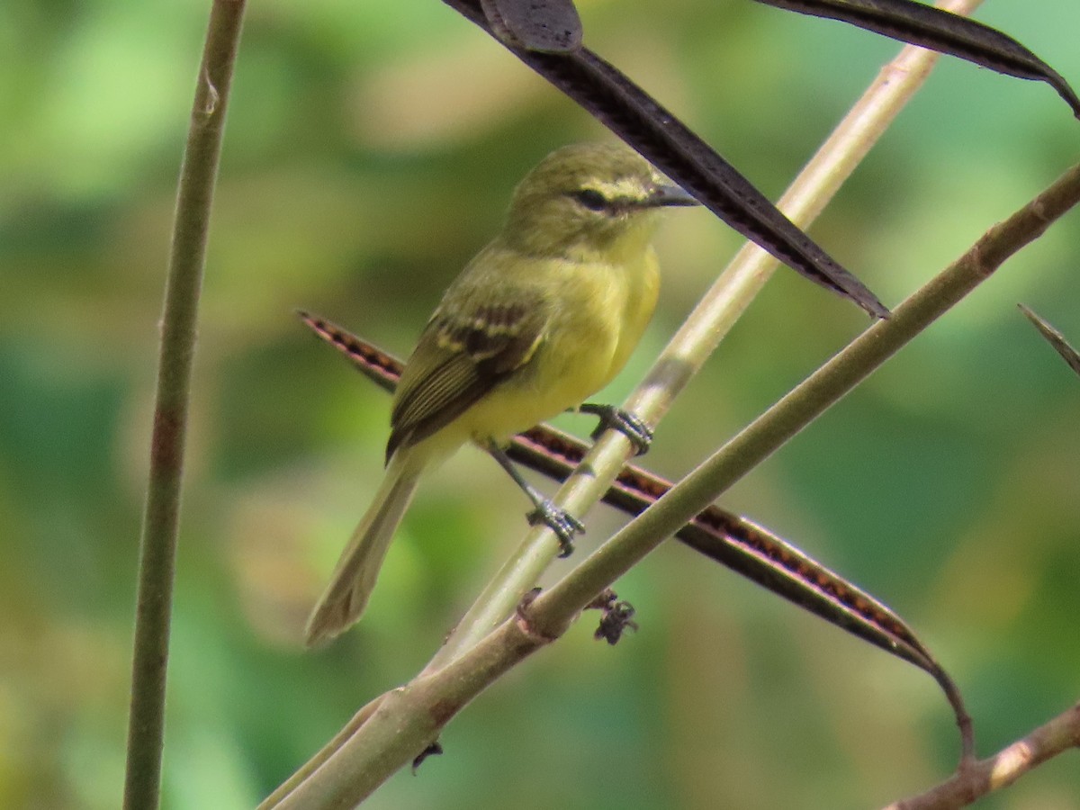 Yellow Tyrannulet - Andrew Self