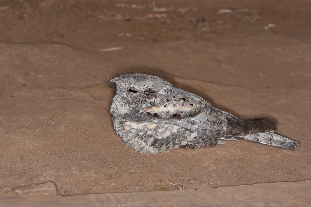 Plain Nightjar - ML633110039