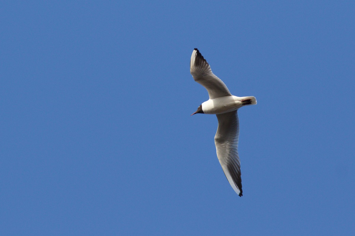 Gaviota Reidora - ML633110075