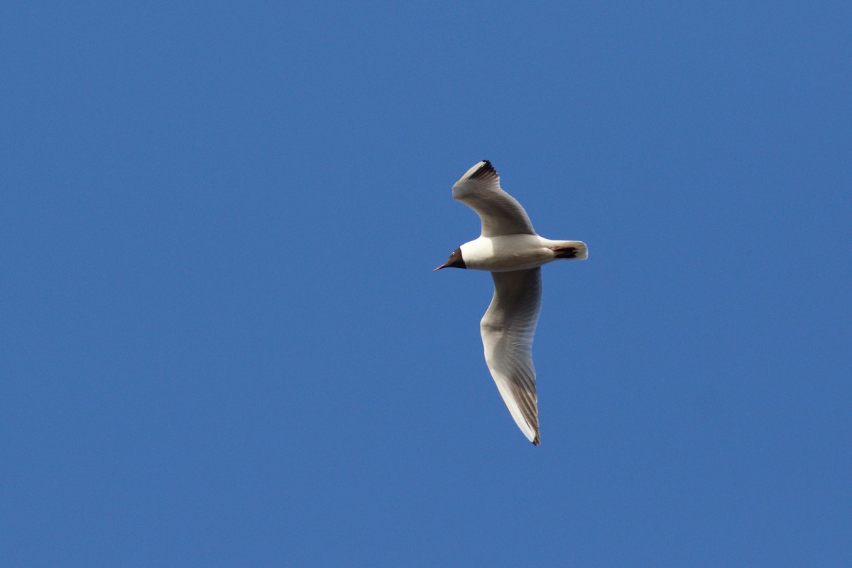 Gaviota Reidora - ML633110076