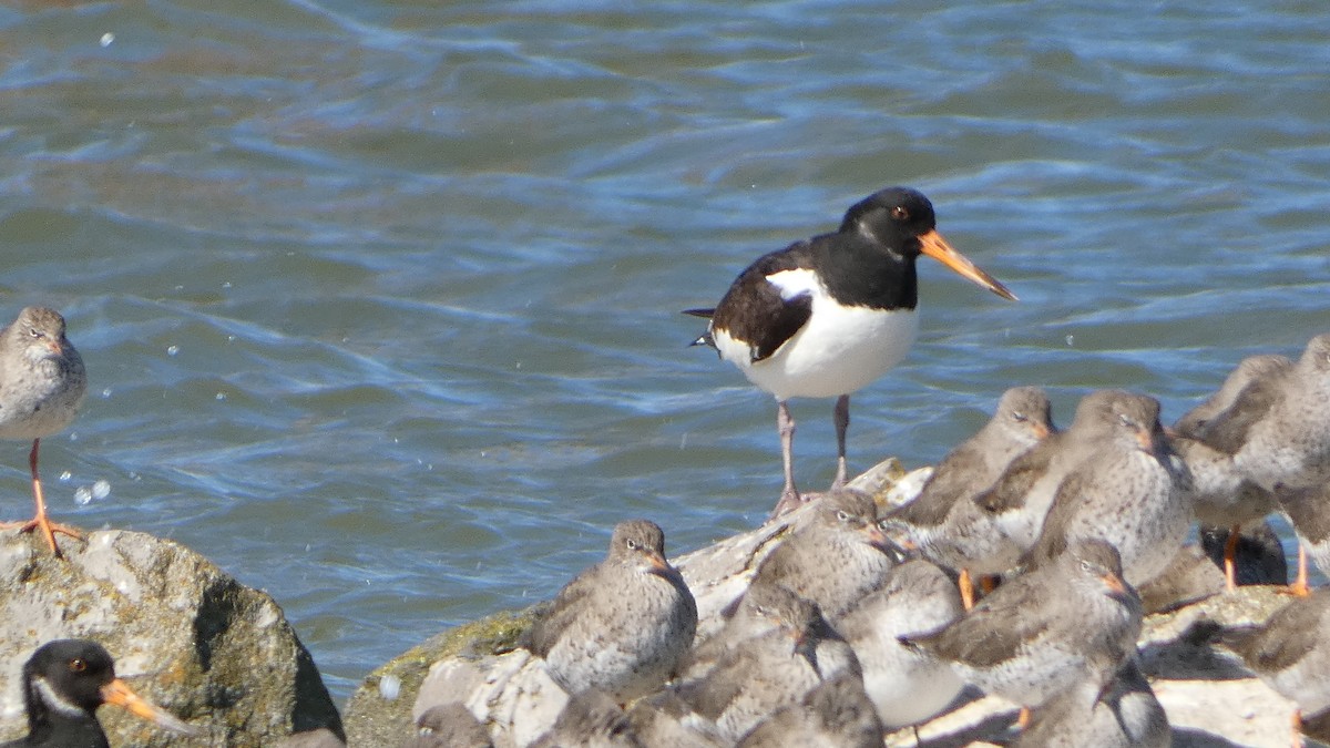 Eurasian Oystercatcher - ML633110146