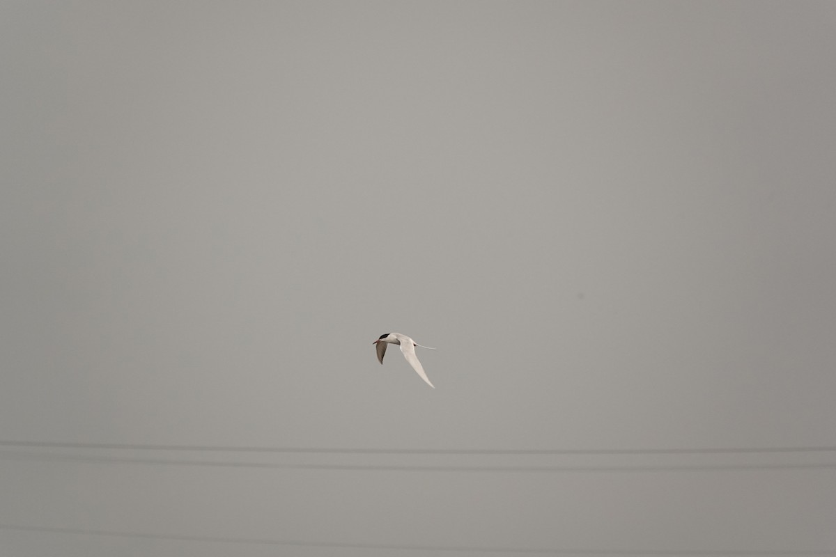 Forster's Tern - ML633110210