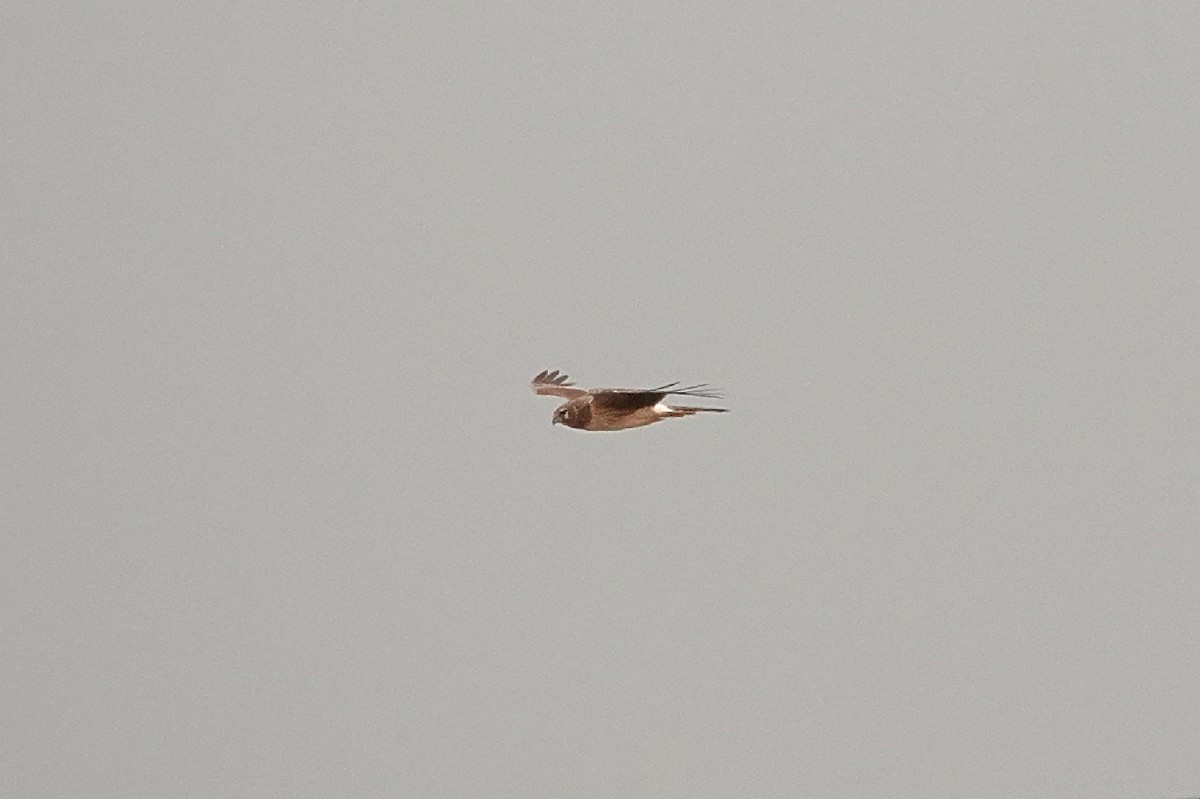 Northern Harrier - ML633110237