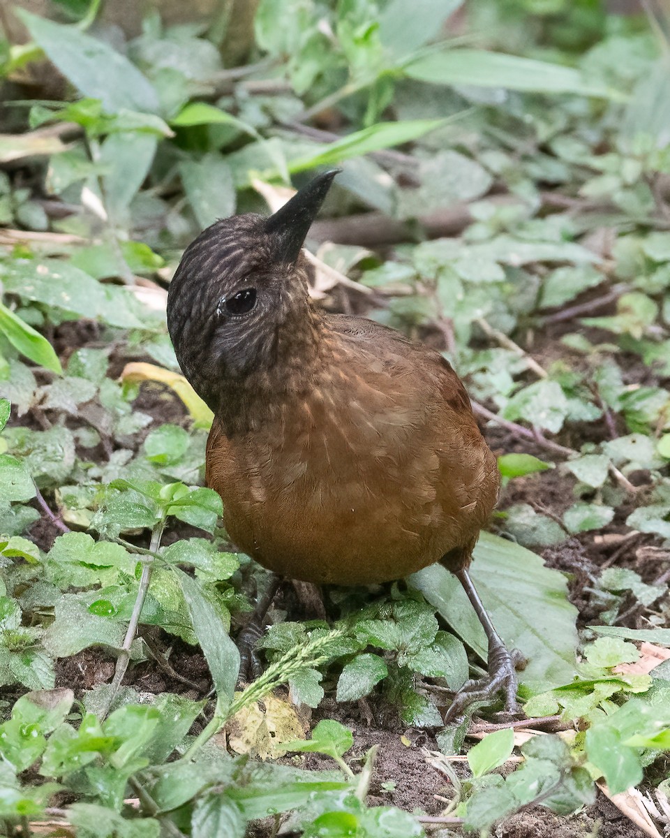 Streak-capped Treehunter - ML633110249