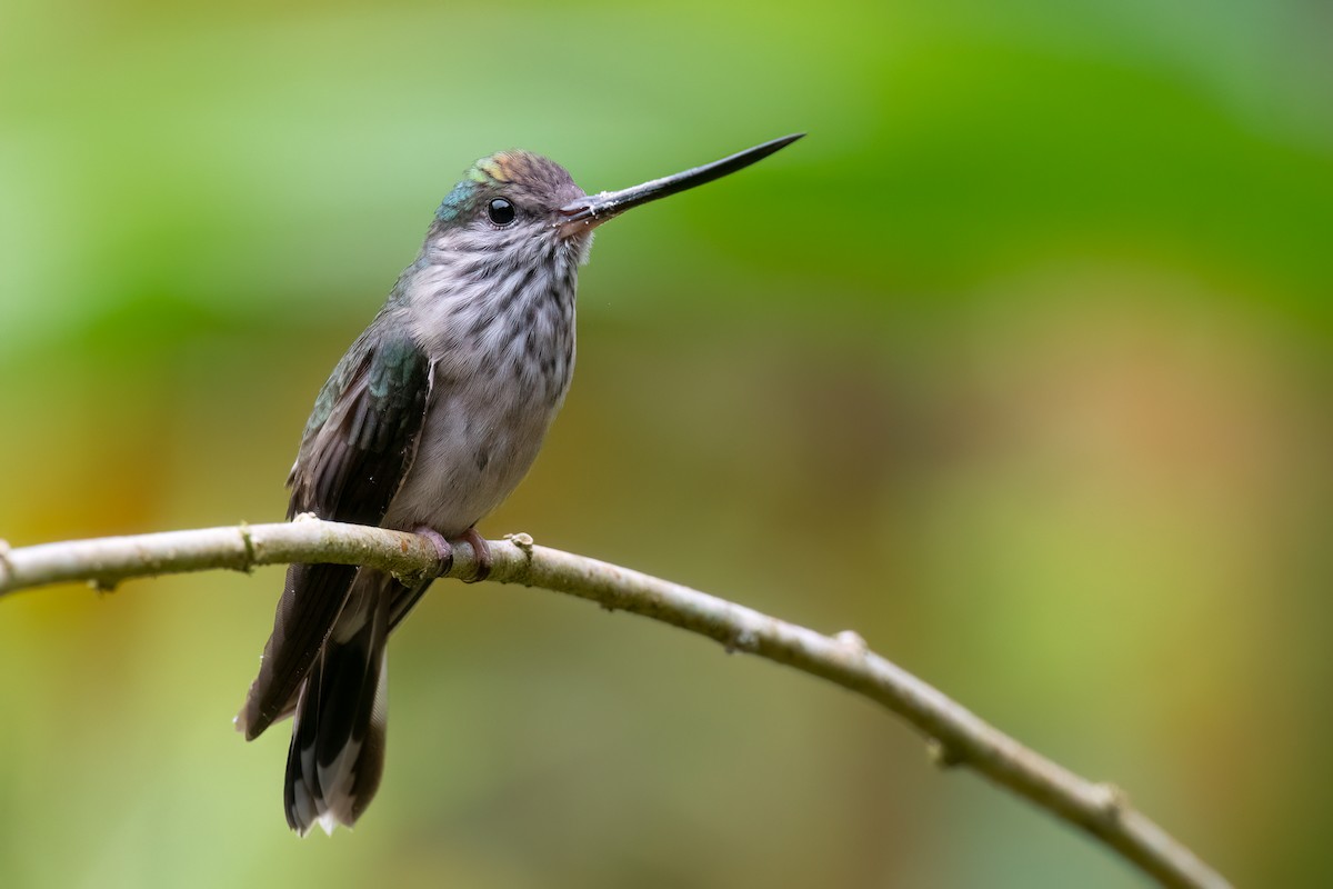 Tooth-billed Hummingbird - ML633110277