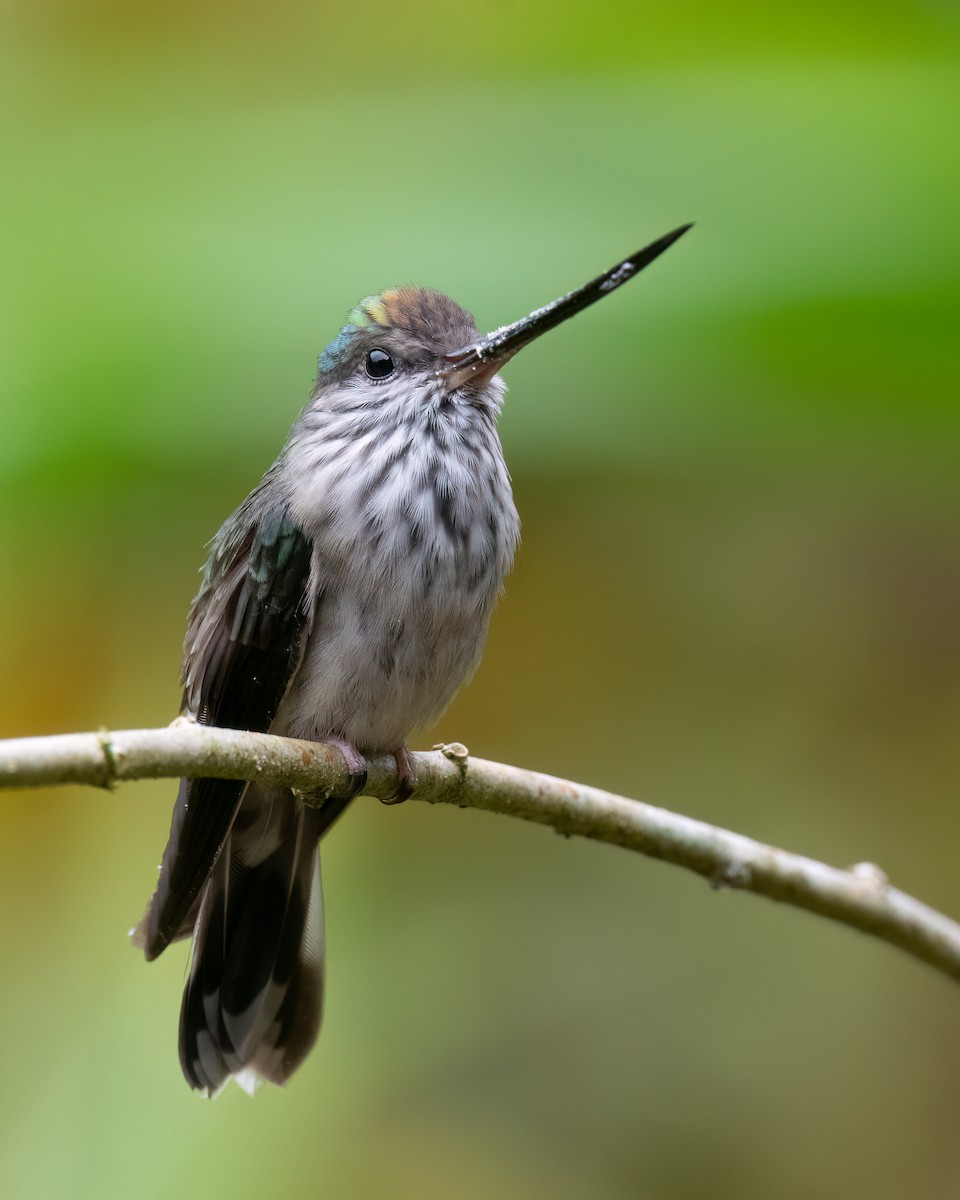 Tooth-billed Hummingbird - ML633110278